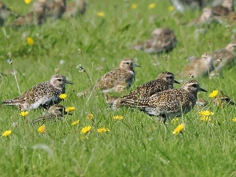 Pluvialis apricaria  European golden plover,Geotagged,Germany,Langeoog,Pluvialis apricaria,Summer