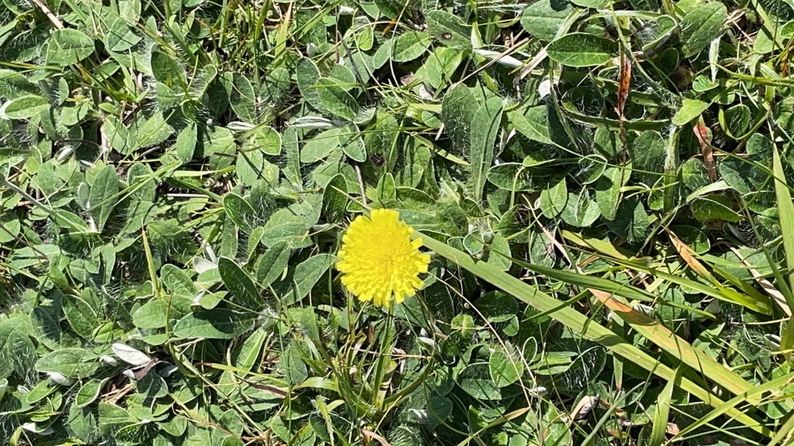 Pilosella officinarum alias Hieracium pilosella at Langeoog Geotagged,Germany,Hieracium pilosella,Langeoog,Mouse-eared Hawkweed,Pilosella officinarum