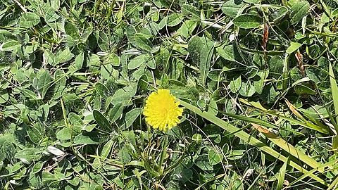 Pilosella officinarum alias Hieracium pilosella at Langeoog Geotagged,Germany,Hieracium pilosella,Langeoog,Mouse-eared Hawkweed,Pilosella officinarum