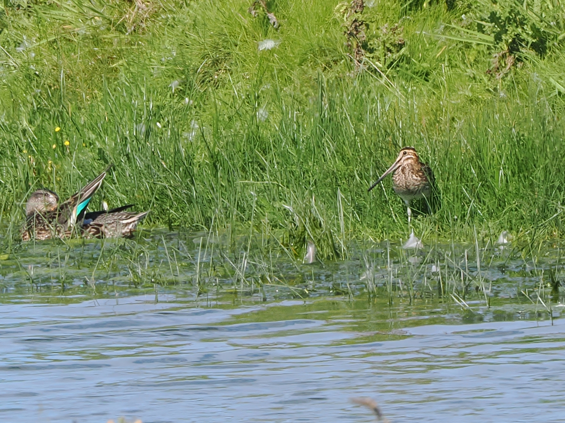 Gallinago gallinago with anas crecca Common snipe,Gallinago gallinago,Geotagged,Germany,Langeoog,Summer