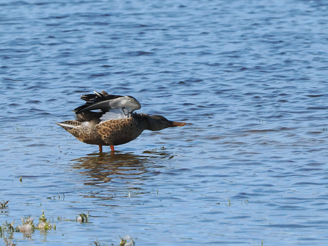 Spatula clypeata displaying spatula &amp; wings Geotagged,Germany,Langeoog,Northern Shoveler,Spatula clypeata,Summer