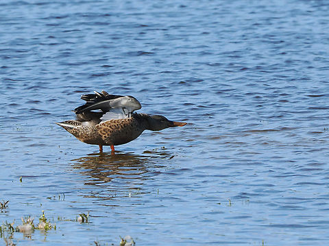 Spatula clypeata displaying spatula & wings Geotagged,Germany,Langeoog,Northern Shoveler,Spatula clypeata,Summer