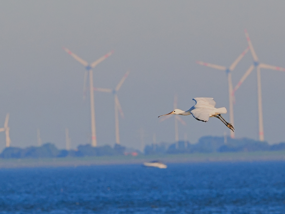 Platalea leucorodia flying tone in tone in front of wind turbines at Langeoog Eurasian Spoonbill,Geotagged,Germany,Langeoog,Platalea leucorodia,Summer
