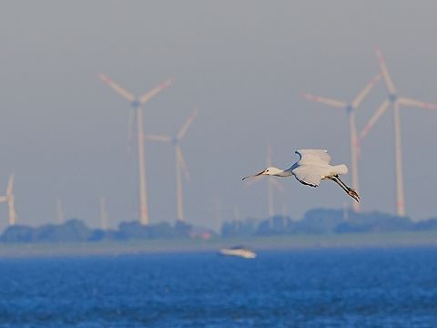 Platalea leucorodia flying tone in tone in front of wind turbines at Langeoog Eurasian Spoonbill,Geotagged,Germany,Langeoog,Platalea leucorodia,Summer