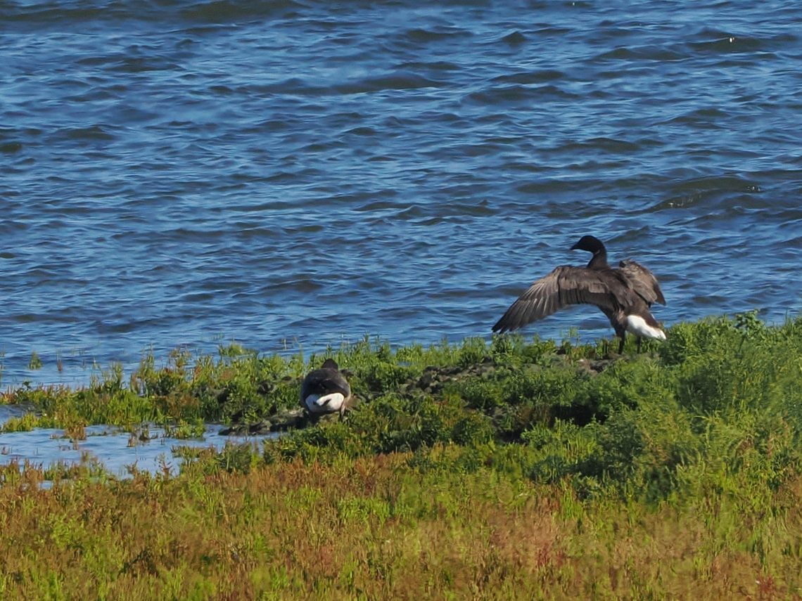 Branta bernicla  Brant goose,Branta bernicla,Geotagged,Germany,Langeoog,Summer