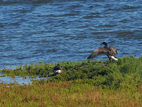Branta bernicla  Brant goose,Branta bernicla,Geotagged,Germany,Langeoog,Summer