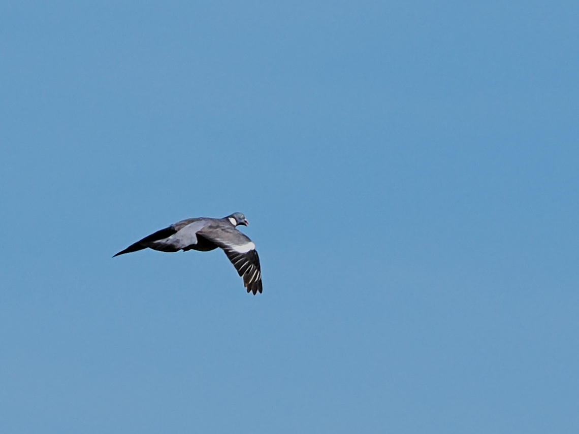 Columba palumbus  Columba palumbus,Common Wood Pigeon,Geotagged,Germany,Summer
