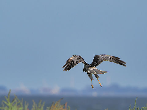 Circus aeruginosus flying off Circus aeruginosus,Geotagged,Germany,Langeoog,Summer,Western marsh harrier