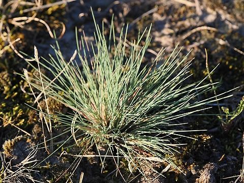 Gray Hairgrass