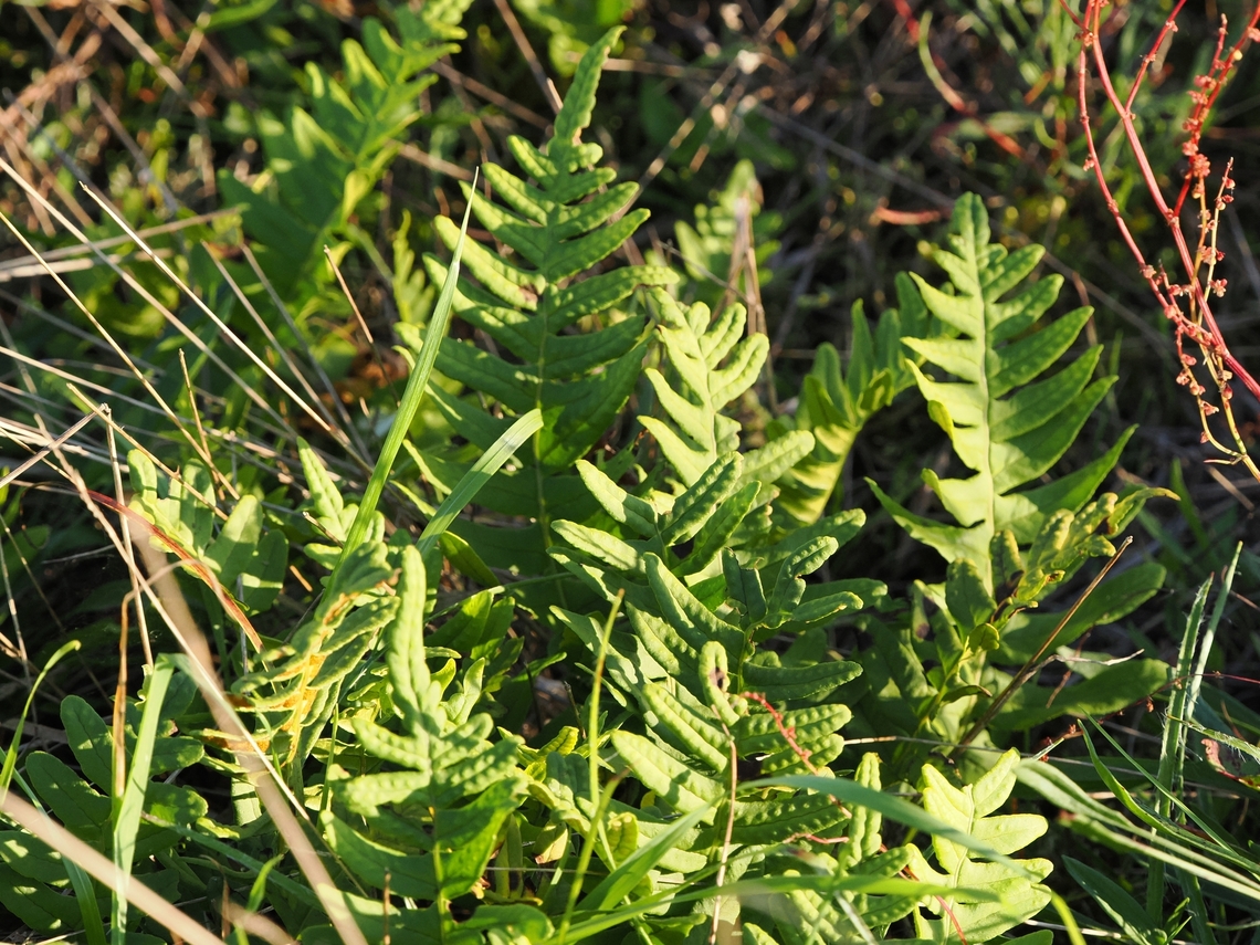 Polypodium vulgare  Common Polypody,Geotagged,Germany,Langeoog,Polypodium  vulgare,Summer