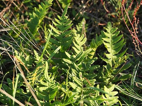 Polypodium vulgare  Common Polypody,Geotagged,Germany,Langeoog,Polypodium  vulgare,Summer
