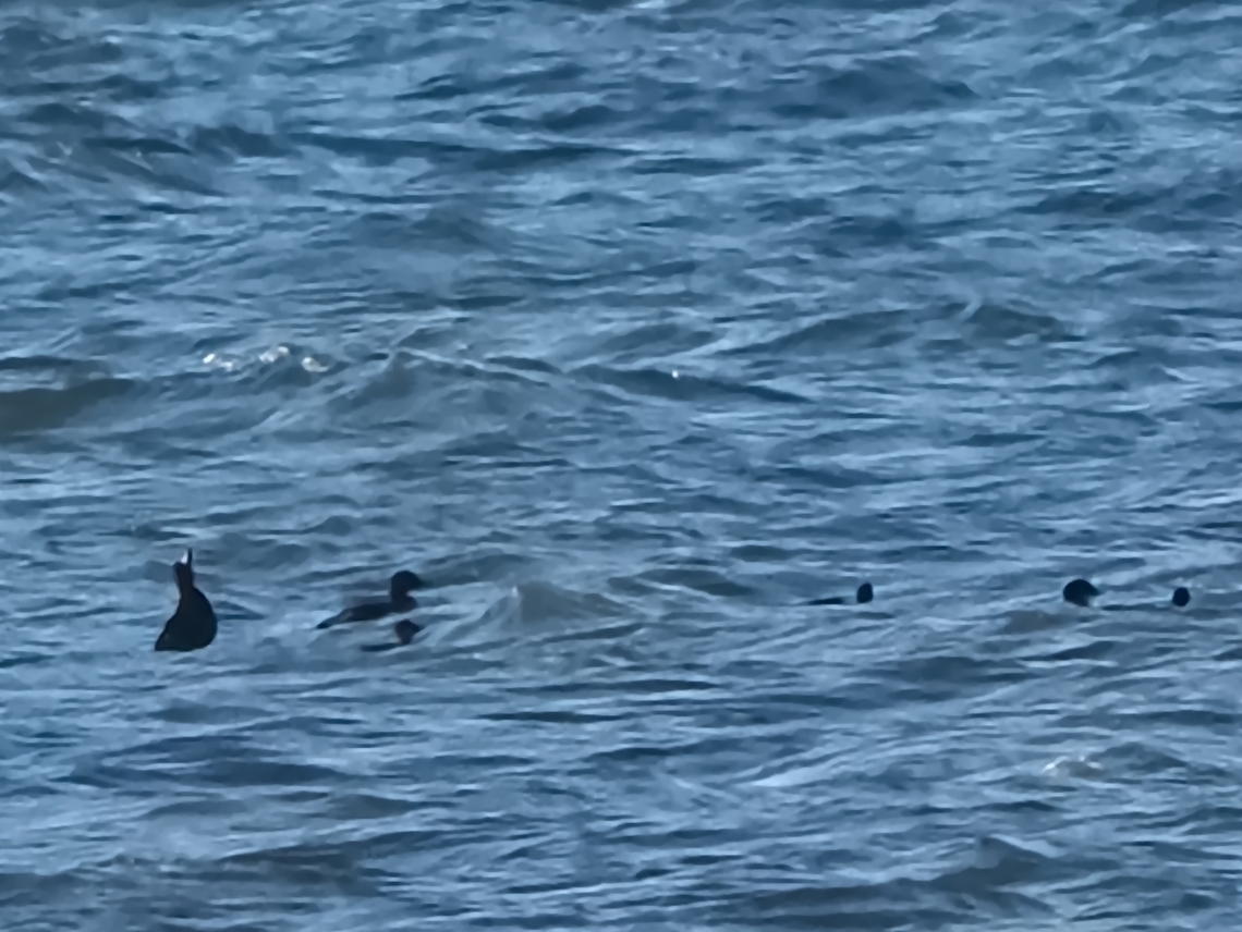 Melanitta nigra far, far away (said the photographer), unusually close today (said the guide) at Langeoog. If You want to see these closer go to Iceland :) Common scoter,Geotagged,Germany,Langeoog,Melanitta nigra,Summer
