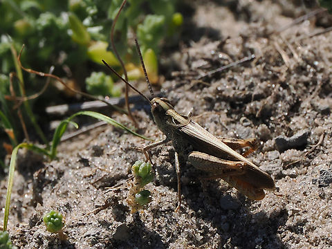 Chorthippus mollis  Chorthippus mollis,Geotagged,Germany,Langeoog,Summer