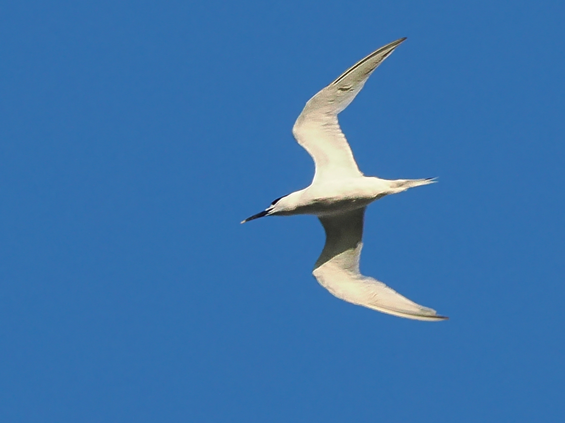 Thalasseus sandvicensis  Geotagged,Germany,Langeoog,Sandwich tern,Summer,Thalasseus sandvicensis