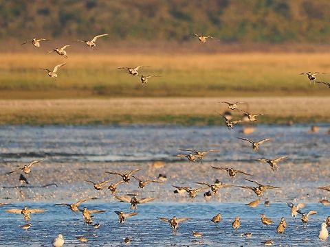 Calidris alpina landing swarm or flock Calidris alpina,Dunlin,Geotagged,Germany,Langeoog,Summer