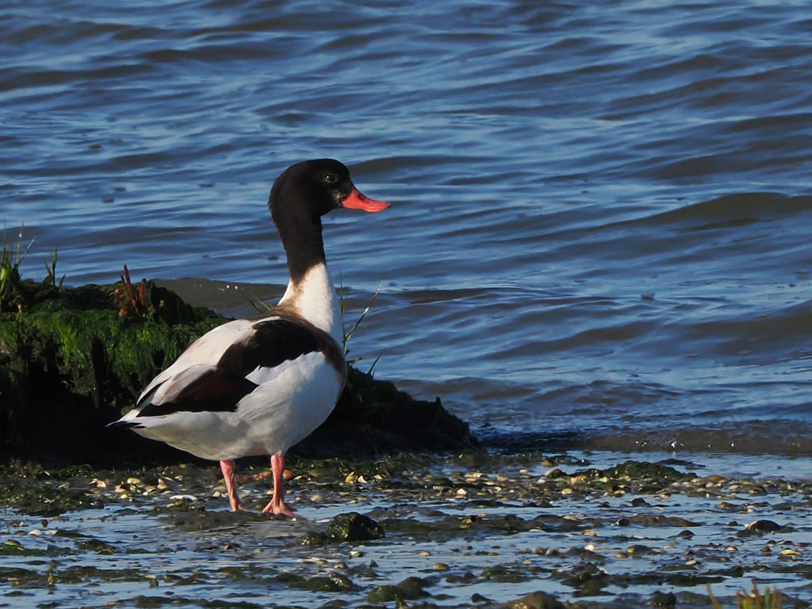 tadorna tadorna  Common Shelduck,Geotagged,Germany,Langeoog,Summer,Tadorna tadorna