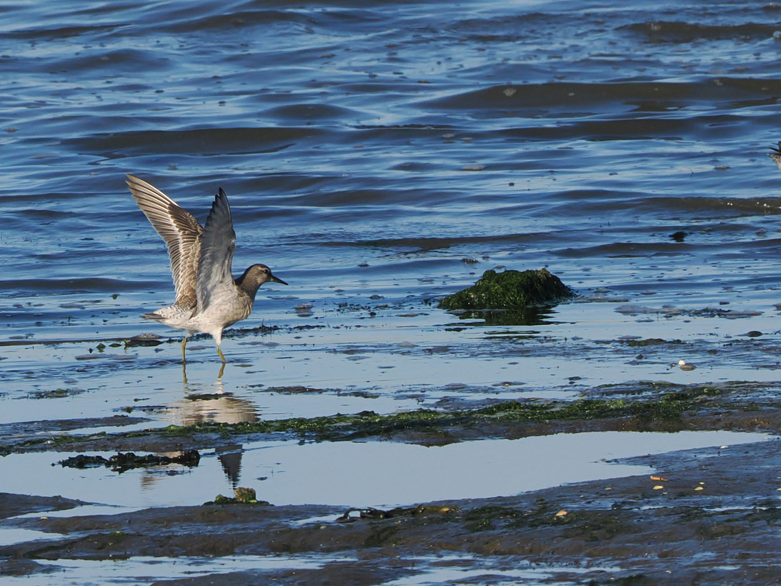Calidris canutus  Calidris canutus,Geotagged,Germany,Langeoog,Red knot,Summer