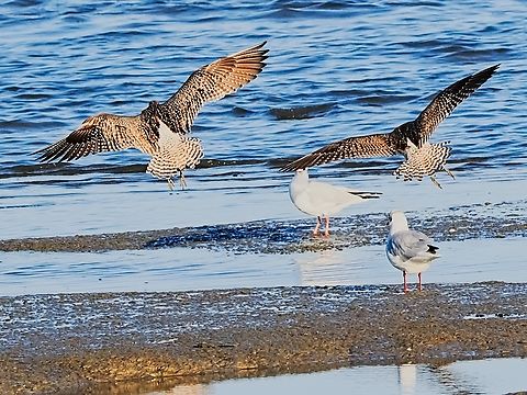 Numenius phaeopus flying off from Black-headed Gull Black-headed Gull,Geotagged,Germany,Langeoog,Numenius phaeopus,Summer,Whimbrel