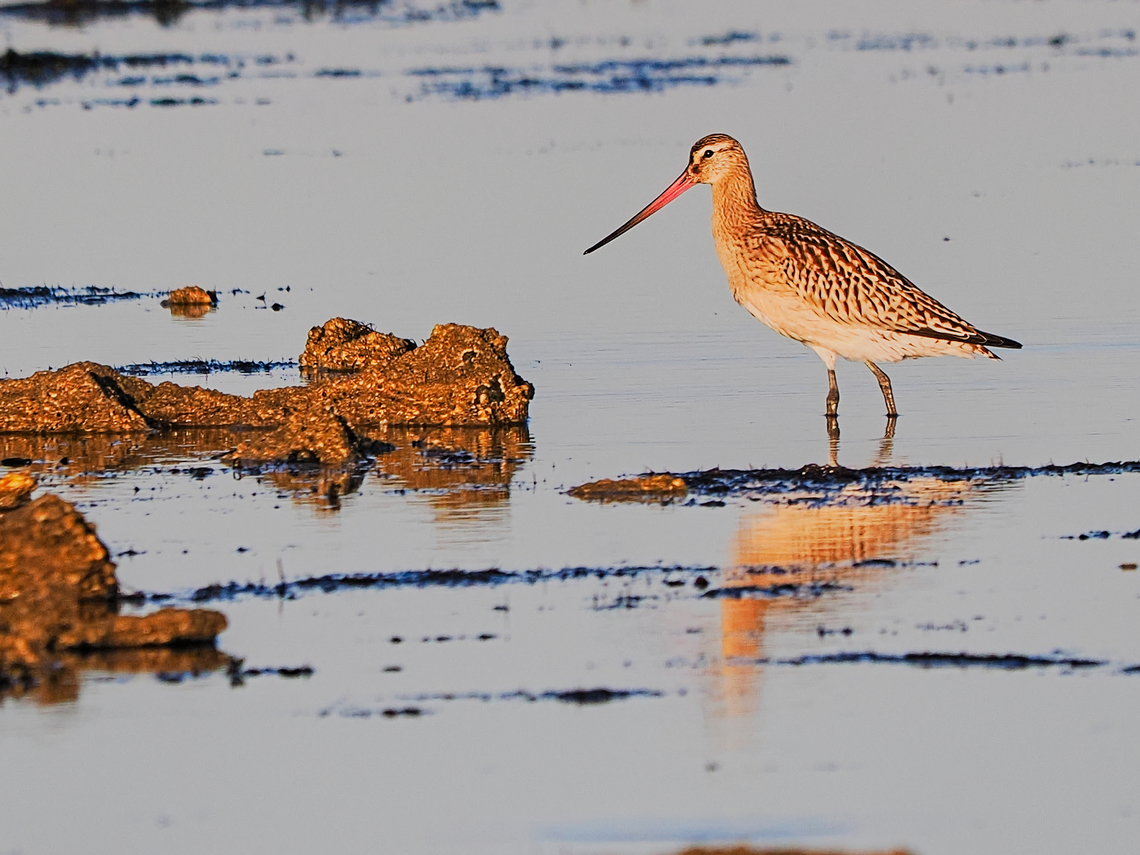 Limosa lapponica in the warm morning light Bar-tailed Godwit,Geotagged,Germany,Langeoog,Limosa lapponica,Summer