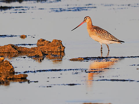 Limosa lapponica in the warm morning light Bar-tailed Godwit,Geotagged,Germany,Langeoog,Limosa lapponica,Summer