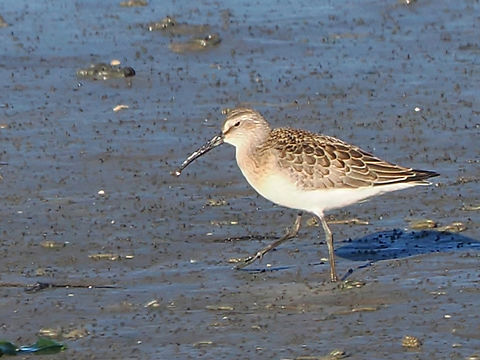 Calidris ferruginea  Calidris ferruginea,Curlew sandpiper,Geotagged,Germany,Langeoog,Summer