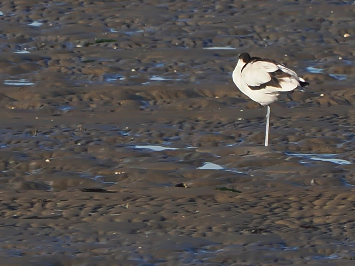 Recurvirostra avosetta happily sleeping, just for us unfortunately no diagnostic curved bill visible Geotagged,Germany,Langeoog,Pied Avocet,Recurvirostra avosetta,Summer