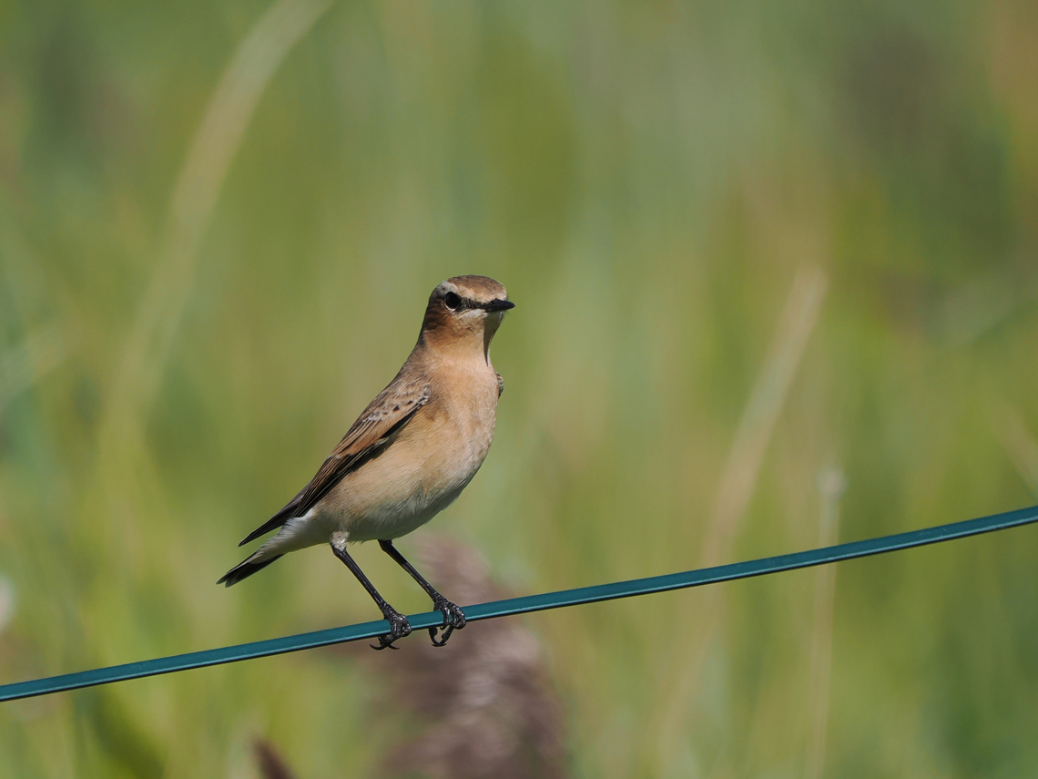 Oenanthe oenanthe  Geotagged,Germany,Langeoog,Northern wheatear,Oenanthe oenanthe,Summer