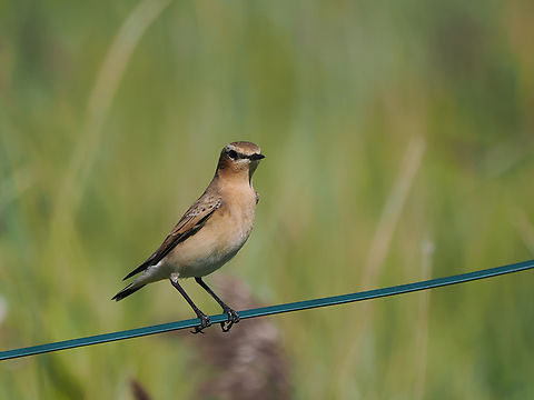 Oenanthe oenanthe  Geotagged,Germany,Langeoog,Northern wheatear,Oenanthe oenanthe,Summer