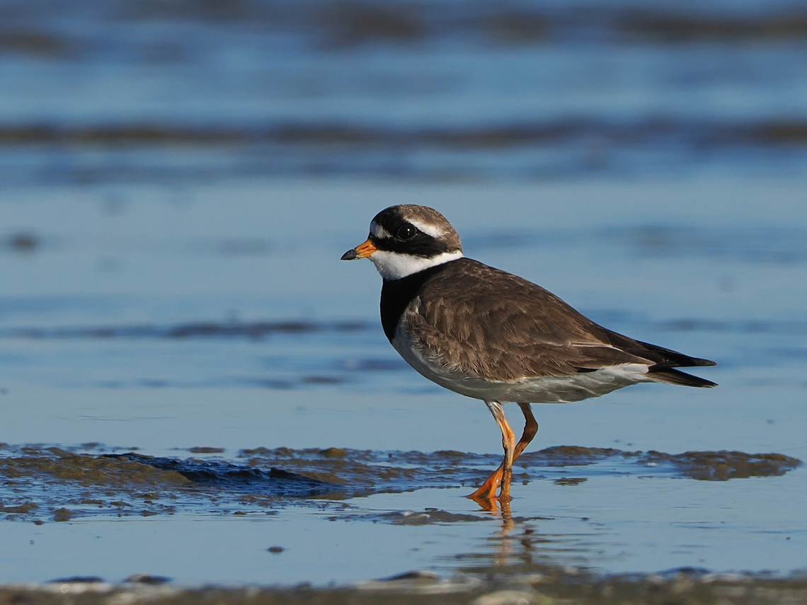 Charadrius hiaticula  Charadrius hiaticula,Common Ringed Plover,Geotagged,Germany,Langeoog,Summer