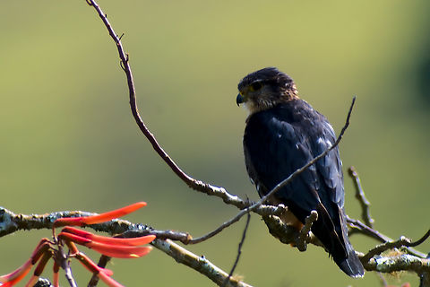 Merlin Lagunas de Volcan Falco columbarius,Geotagged,Merlin,Panama,Winter