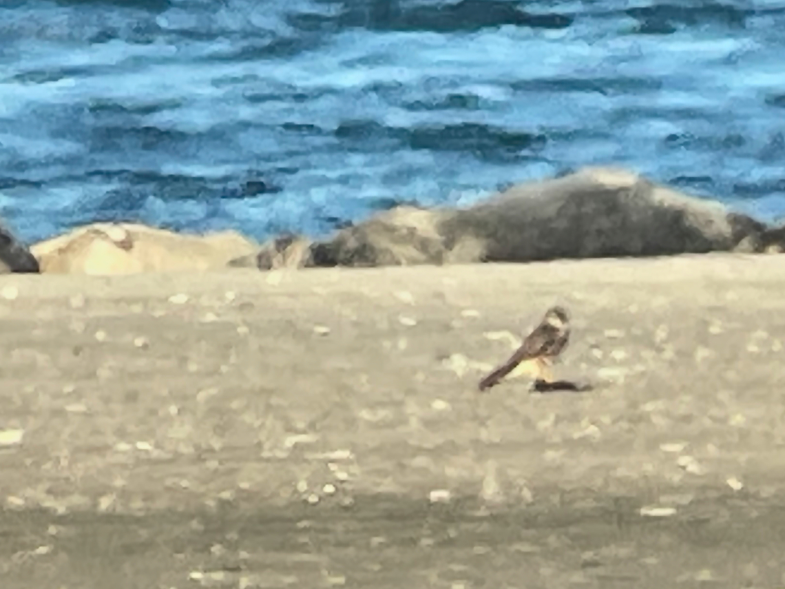 Merlin nasty bird, very far away. Photo taken by digiscoping x50 &amp; zoom at the phone &amp; postprocessing &amp; cropping &amp; still not very nice. Falco columbarius,Geotagged,Germany,Langeoog,Merlin,Summer