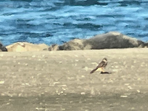 Merlin nasty bird, very far away. Photo taken by digiscoping x50 & zoom at the phone & postprocessing & cropping & still not very nice. Falco columbarius,Geotagged,Germany,Langeoog,Merlin,Summer