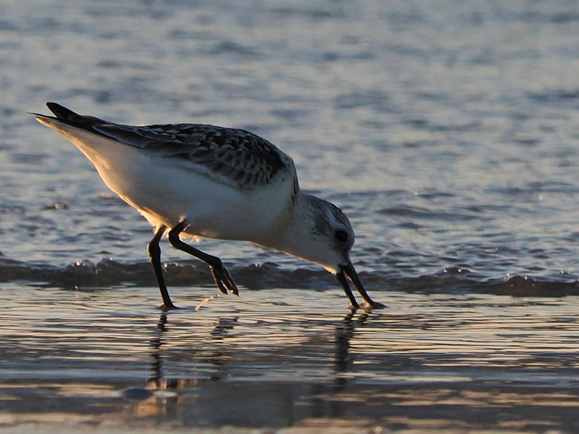 Sanderling Calidris alba Calidris alba,Geotagged,Germany,Langeoog,Sanderling,Summer