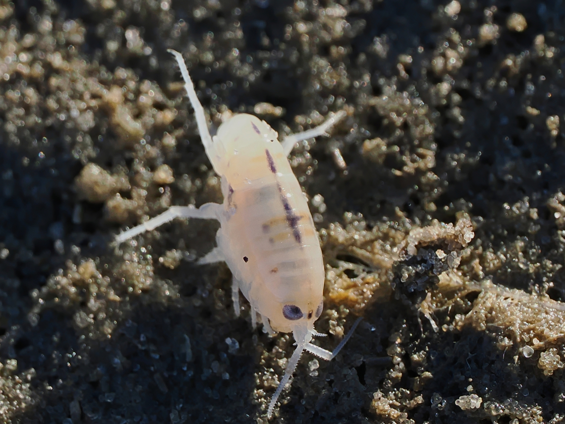 Talitrus saltator  Geotagged,Germany,Langeoog,Summer,Talitrus saltator,talitrus saltator