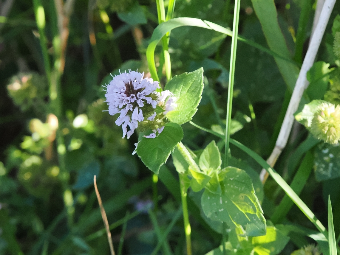 Mentha aquatica  Geotagged,Germany,Langeoog,Mentha aquatica,Summer,Water mint