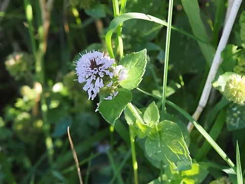 Mentha aquatica  Geotagged,Germany,Langeoog,Mentha aquatica,Summer,Water mint