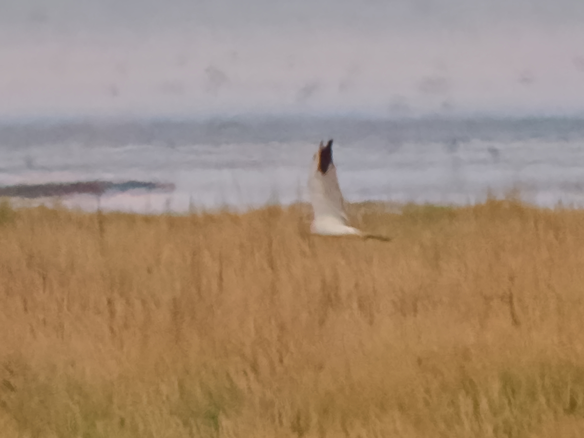 Circus macrourus already quite dark in the evening, characteristics still visible Circus macrourus,Geotagged,Germany,Langeoog,Pallid harrier,Summer