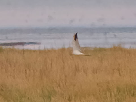 Circus macrourus already quite dark in the evening, characteristics still visible Circus macrourus,Geotagged,Germany,Langeoog,Pallid harrier,Summer