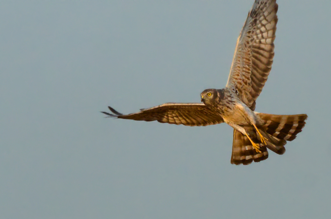 Palid Harrier flying as there were only a very few photographies of this species here in the jungle, I grabbed that one from my archieves Circus macrourus,Geotagged,Uganda,Winter,palid harrier