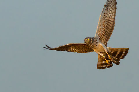 Palid Harrier flying as there were only a very few photographies of this species here in the jungle, I grabbed that one from my archieves Circus macrourus,Geotagged,Uganda,Winter,palid harrier