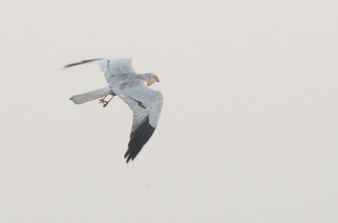 Montagu's Harrier  Circus pygargus,Geotagged,Montagu's harrier,Uganda,Winter