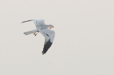 Montagu's Harrier  Circus pygargus,Geotagged,Montagu's harrier,Uganda,Winter