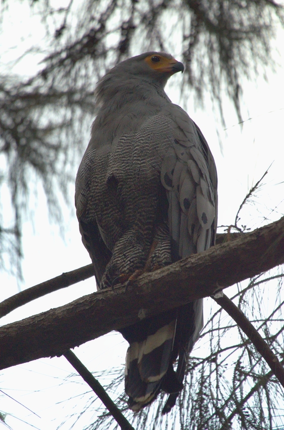African Harrier-Hawk seen close to Rwanda's capital African harrier-hawk,Geotagged,Polyboroides typus,Rwanda,Summer