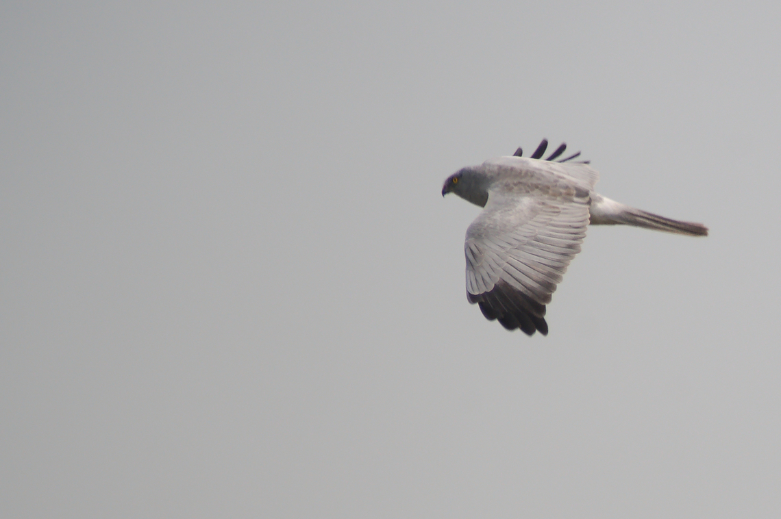 Pied Harrier  Circus melanoleucos,Geotagged,India,Winter,pied harrier