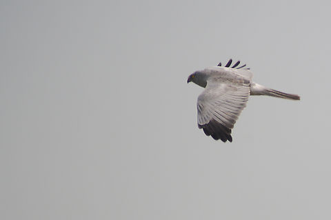 Pied harrier