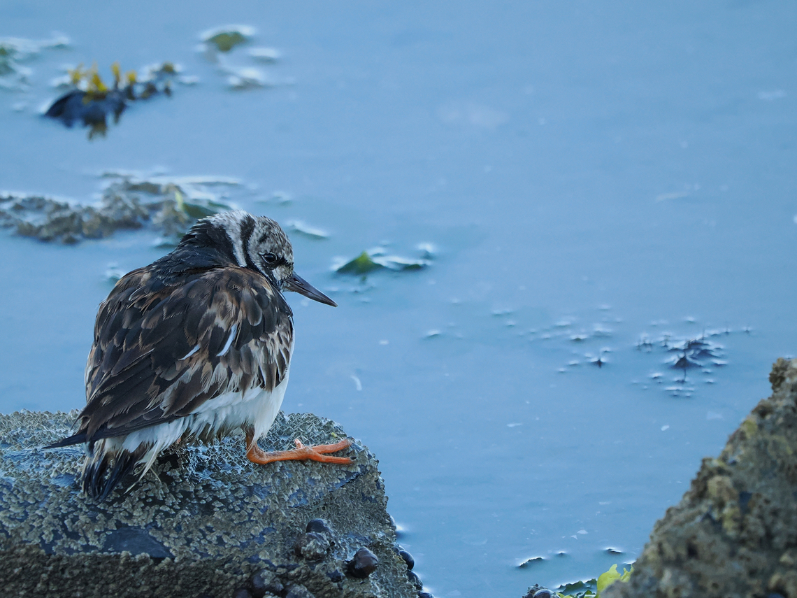 Oystercatcher juvenile Eurasian oyster catcher,Geotagged,Germany,Haematopus ostralegus,Langeoog,Summer