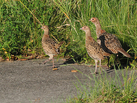 Pheasant 3 young ones Common Pheasant,Geotagged,Germany,Langeoog,Phasianus colchicus,Summer
