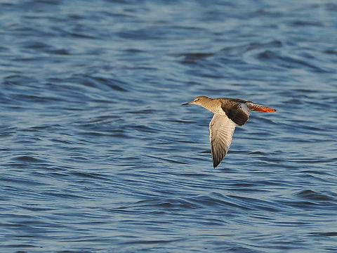 Tringa totanus Common Redshank Common greenshank,Common redshank,Geotagged,Germany,Langeoog,Summer,Tringa totanus