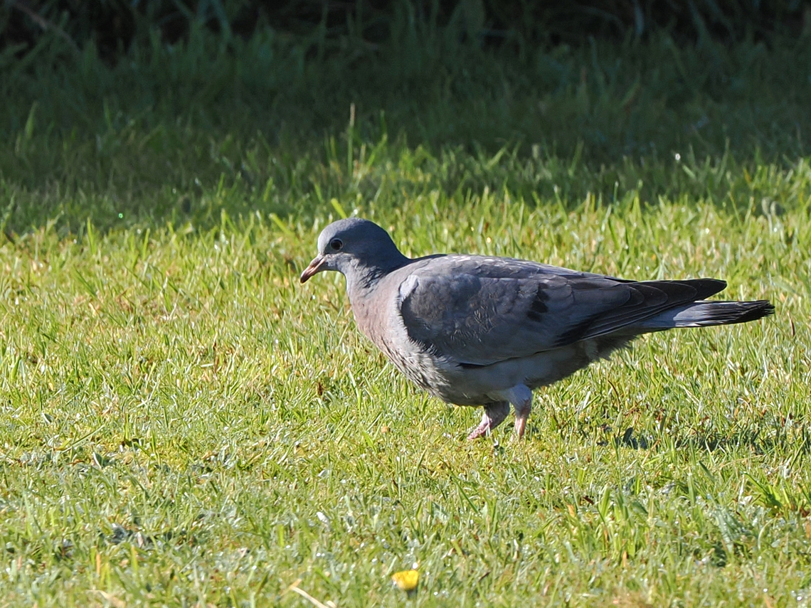 Columba oenas  Columba oenas,Geotagged,Germany,Langeoog,Stock Dove,Summer