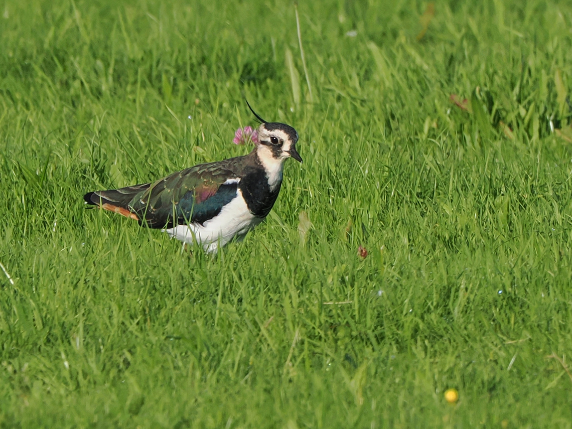 Vanellus vanellus  Geotagged,Germany,Langeoog,Northern lapwing,Summer,Vanellus vanellus